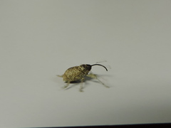 Curculio