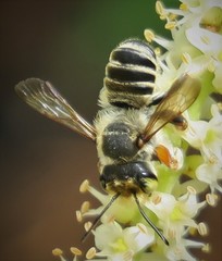 Megachile policaris image