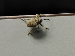 Curculio