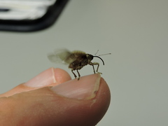 Curculio