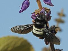 Xylocopa inconstans