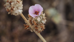 Malacothamnus enigmaticus