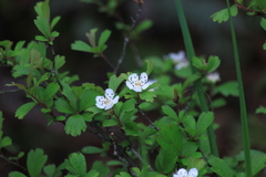 Crataegus cuneata
