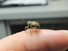 Curculio