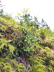 Rhododendron latoucheae