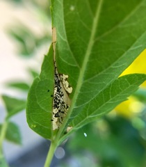 Antigastra catalaunalis