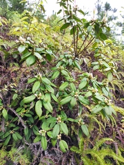 Rhododendron latoucheae