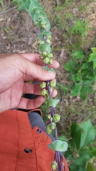Penstemon murrayanus