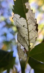 Antigastra catalaunalis