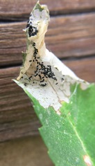 Antigastra catalaunalis