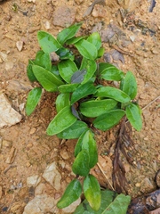 Melastoma dodecandrum