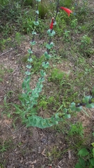 Penstemon murrayanus