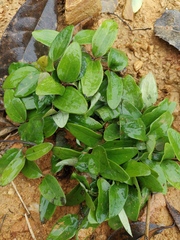 Melastoma dodecandrum