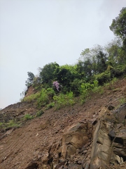 Rhododendron latoucheae