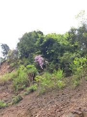 Rhododendron latoucheae