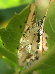 Antigastra catalaunalis