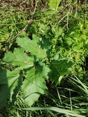 Heracleum sosnowskyi