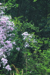 Rhododendron latoucheae
