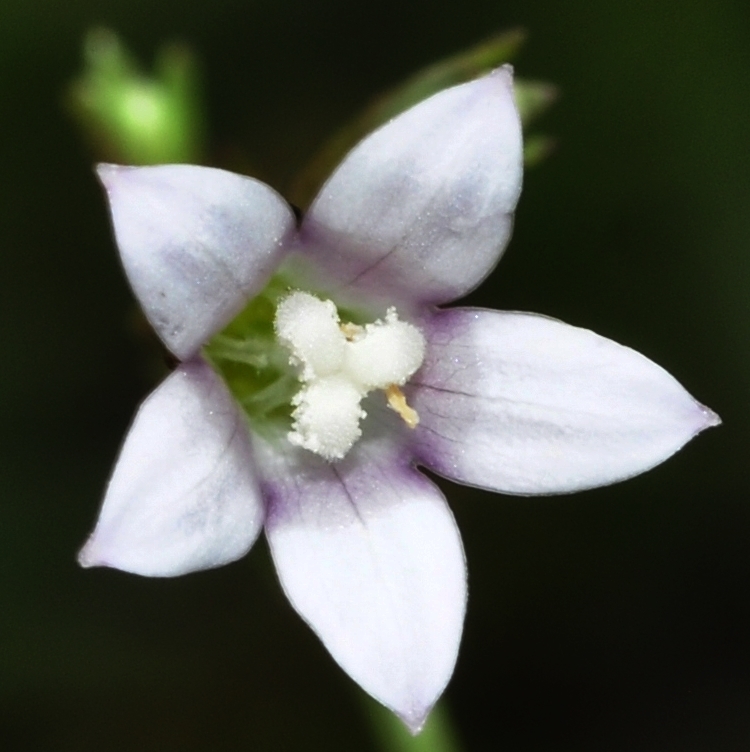 Wahlenbergia lobelioides