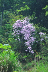 Rhododendron latoucheae