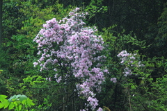 Rhododendron latoucheae