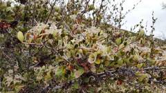 Cercocarpus betuloides betuloides