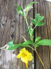 Antigastra catalaunalis
