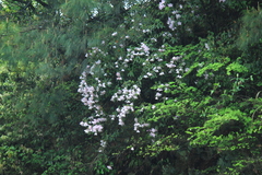 Rhododendron latoucheae