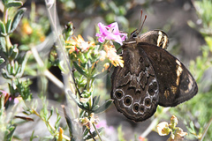 Dira clytus eurina