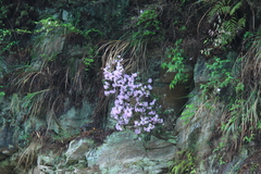 Rhododendron latoucheae