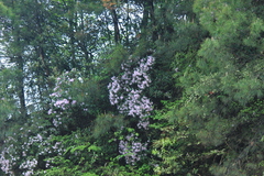 Rhododendron latoucheae