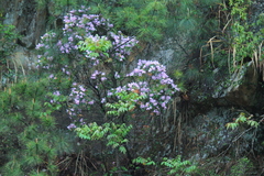 Rhododendron latoucheae