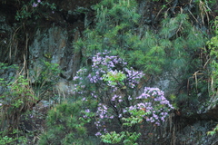 Rhododendron latoucheae