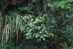 Rhododendron latoucheae