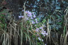 Rhododendron latoucheae