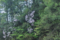 Rhododendron latoucheae