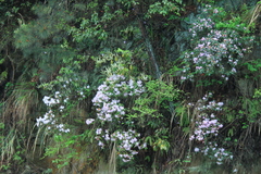 Rhododendron latoucheae