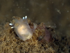 Ancula gibbosa
