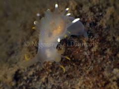 Ancula gibbosa