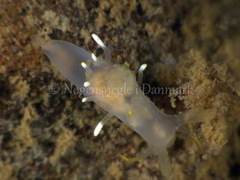 Ancula gibbosa
