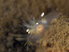 Ancula gibbosa
