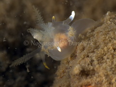 Ancula gibbosa