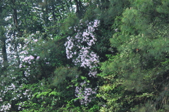 Rhododendron latoucheae