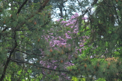 Rhododendron latoucheae