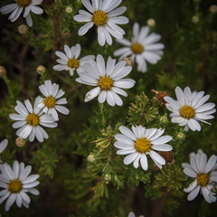 Eumorphia sericea robustior
