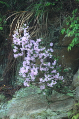 Rhododendron latoucheae