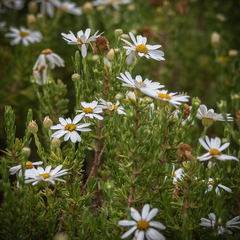 Eumorphia sericea robustior