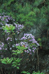 Rhododendron latoucheae