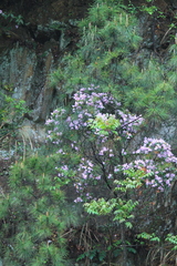 Rhododendron latoucheae