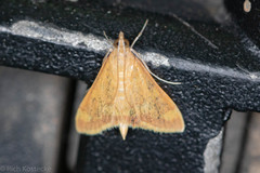 Pyrausta pseudonythesalis